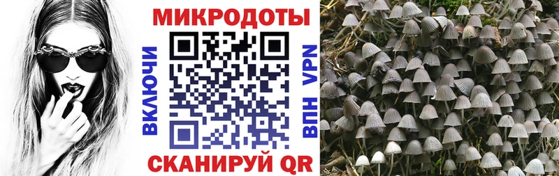 хочу   Бабушкин  Псилоцибиновые грибы Cubensis 